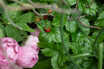 beere frucht natur essen