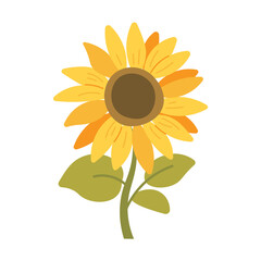 Round sunflower on stem, flat style flower illustration on transparent background. Vector sunflower, summer flowers