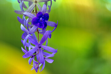 Close-up of a bright purple dahlia in full bloom with star-shaped petals and a dark purple center on a blurred light green and yellow background.