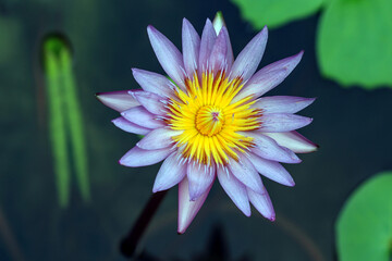 Top view of blooming purple and yellow lotus flowers floating in dark water. Detailed petals with bright contrast and soft lighting.