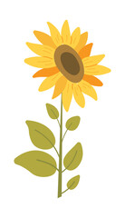 Sunflower on stem, flat style flower illustration on transparent background. Vector sunflower, summer flowers