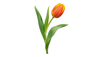 Isolated Single Orange and Yellow Tulip with Green Leaves