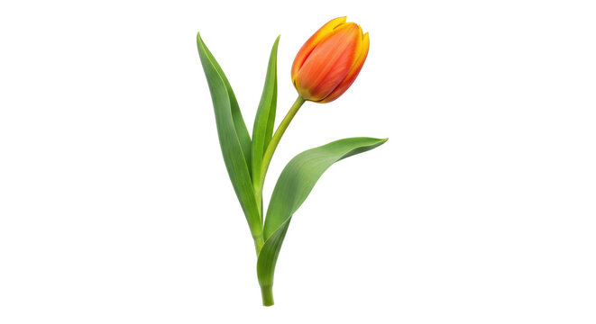 Isolated Single Orange and Yellow Tulip with Green Leaves