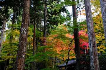 日本、京都、紅葉、寺院、三千院、鳥居、木造建築、古代建築、日本文化、歷史名勝、古都京都の文化財、木、綠色、青空、秋、絶景、写真素材