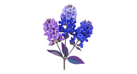 Obraz premium Isolated Bluebonnet