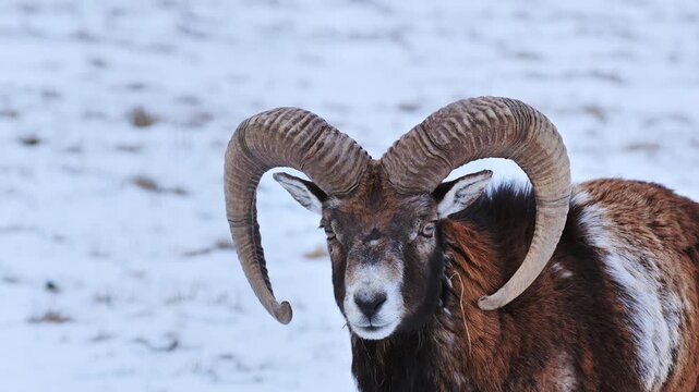 Slow motion close-up of wild ram alertly turning head in calm winter terrain