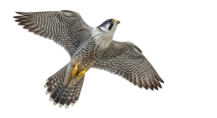Isolated Falcon in Flight