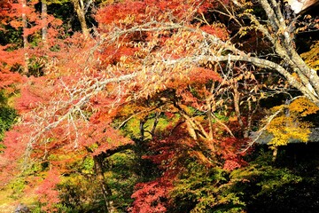 日本、京都、紅葉、寺院、三千院、鳥居、木造建築、古代建築、日本文化、歷史名勝、古都京都の文化財、木、綠色、青空、秋、絶景、写真素材