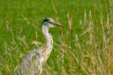 grey heron (Ardea cinerea) hides quietly among tall grass while searching for food