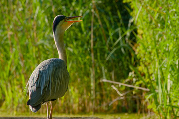 grey heron with open beak in wetland greenery during golden hour