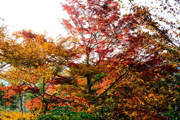 日本、京都、紅葉、寺院、三千院、鳥居、木造建築、古代建築、日本文化、歷史名勝、古都京都の文化財、木、綠色、青空、秋、絶景、写真素材