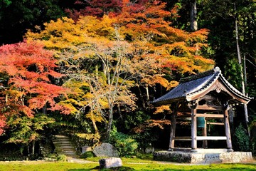 日本、京都、紅葉、寺院、三千院、鳥居、木造建築、古代建築、日本文化、歷史名勝、古都京都の文化財、木、綠色、青空、秋、絶景、写真素材