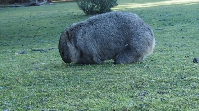 wombat baby in mom's pouch