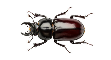 A large brown stag beetle isolated on a transparent background