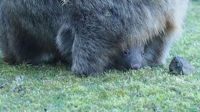 wombat baby in mom's pouch