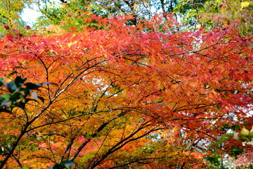 日本、京都、紅葉、寺院、三千院、鳥居、木造建築、古代建築、日本文化、歷史名勝、古都京都の文化財、木、綠色、青空、秋、絶景、写真素材