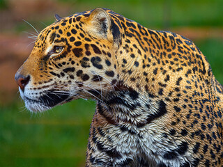 Jaguar Profile with Green Backdrop
