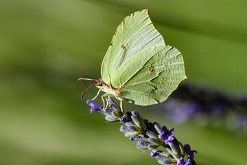 Brimstone butterfly perched on lavender flower in summer sunlight