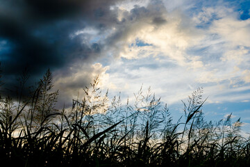 Obraz premium 夏の空 夕暮れの時の空と雲と野草17