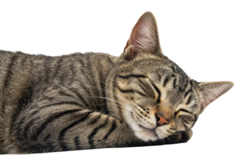 Close up of a sleeping tabby cat with closed eyes and relaxed expression isolated on transparent background