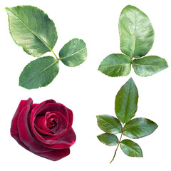 Cutout pink rose bud, rose branches and leaves isolated on transparent background, PNG file.  