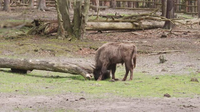 European wood bison also known as the wisent, zubr or buffalo, standing in a park.
