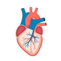 Flat vector illustration showing human heart anatomy. Educational medical diagram isolated on white background, ideal for health, biology, and cardiology topics.