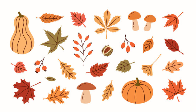 Autumn trendy set of leaves, pumpkins, berries and mushrooms