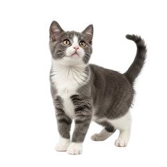 Obraz premium Grey and white kitten looking up for adoption isolated PNG with Transparent Background