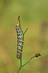 Raupe des Braunwurz-Mönchs (Shargacucullia scrophulariae) mit Wanze an Knotiger Braunwurz (Scrophularia nodosa)