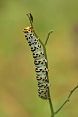 Raupe des Braunwurz-Mönchs (Shargacucullia scrophulariae) mit Wanze an Knotiger Braunwurz (Scrophularia nodosa)