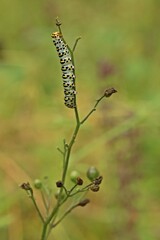 Raupe des Braunwurz-Mönchs (Shargacucullia scrophulariae) mit Wanze an Knotiger Braunwurz (Scrophularia nodosa)