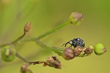 Weißschildiger Braunwurzschaber (Cionus scrophulariae) an Knotiger Braunwurz (Scrophularia nodosa)