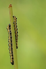 Zwei Raupen des Lattich-Mönchs (Cucullia lactucae) an Acker-Gänsedistel (Sonchus arvensis)