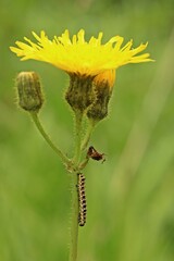 Raupe des Lattich-Mönchs (Cucullia lactucae) an Blütenstand der Acker-Gänsedistel (Sonchus arvensis)