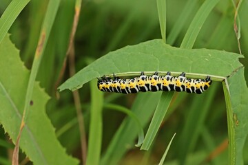 Raupe des Lattich-Mönchs (Cucullia lactucae) an Acker-Gänsedistel (Sonchus arvensis)