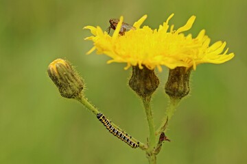 Raupe des Lattich-Mönchs (Cucullia lactucae) an Acker-Gänsedistel (Sonchus arvensis)
