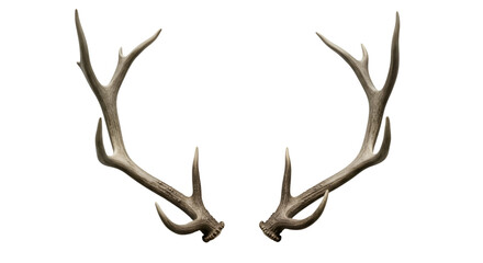 Pair of stag antlers against a black background.
