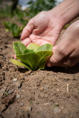 Hand Touching Young Lettuce Plant in Garden