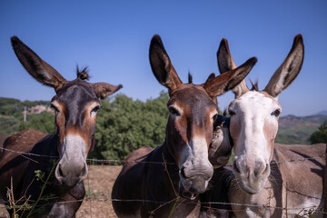 A herd of curious, friendly donkeys behind a fence