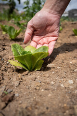 Hand Touching Young Lettuce Plant in Garden