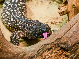 Tegu Lizard With Tongue Extended