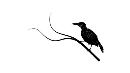 Tanimbar Oriole bird, black isolated silhouette