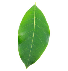 1 natural leaf isolated on white background.