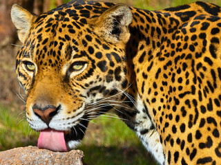 Jaguar Licking Rock Surface