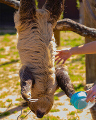 Sloth Being Bottle-Fed in Enclosure © Steam Cone Story