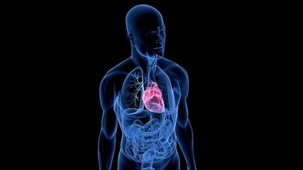 Anatomy : 3d human heart organ anatomy for medical study