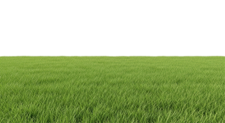 Isolated fresh green grass field