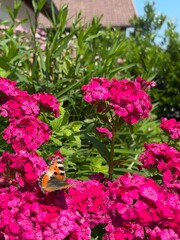 butterfly on pink flowers