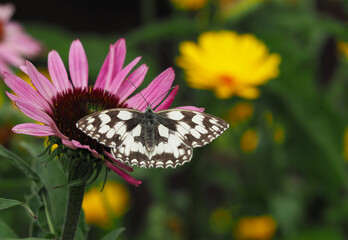Schachbrettfalter auf einer Blüte des roten Sonnenhut